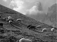 Weidende Schafe vor dem in Nebel gehüllten Langkofel. 