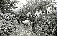 Soldaten der Wehrmacht mit einem Schwein an der Leine 