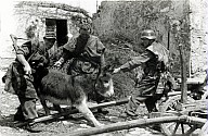 Soldaten der Wehrmacht versuchen einen Eseln vor einen Karren zu spannen 