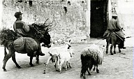 Zwei Bauern reiten auf Eseln, drei Ziegen werden an der Leine gehalten 